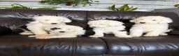 Old English Sheepdog dogs for sale: Kc Registered Old English Sheepdogs  - Advert 16