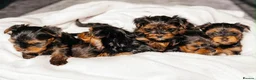 Yorkshire Terrier dogs for sale: Yorkshire Terrier Puppies 6 boys and 2 girls - Advert 14