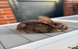 Rex rabbits for sale: *only 3 left* Mini rex x READY WEDNESDAY! 🐰  in Alfreton - Image 3