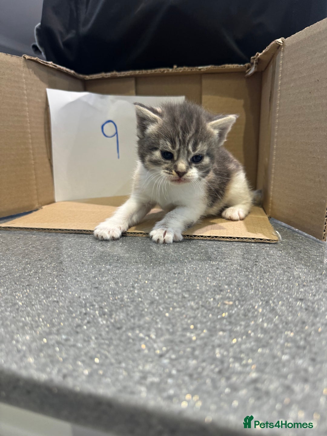 Mixed Breed cats for sale: British shorthair mix kittens  - Advert 25