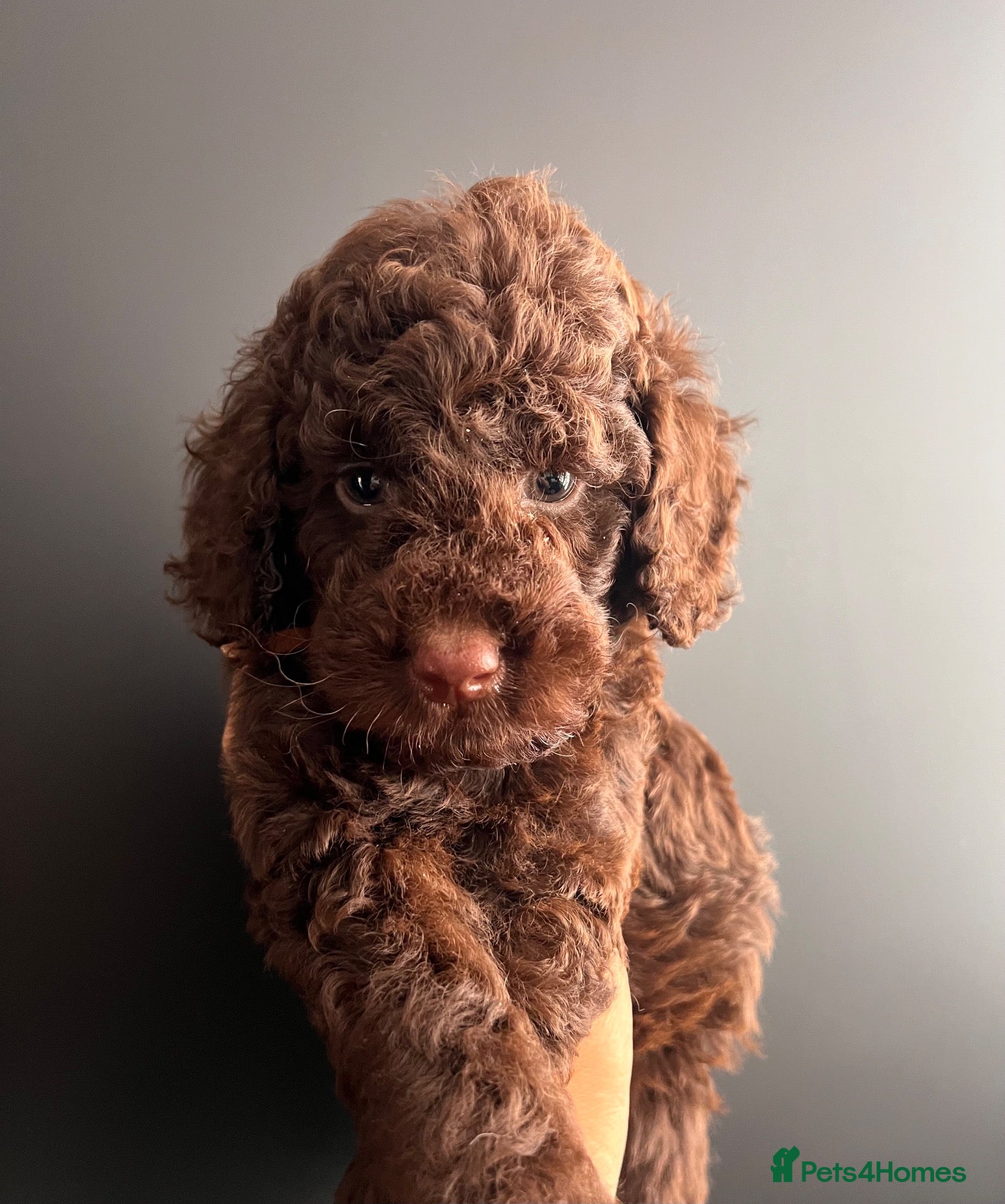 Miniature Poodle dogs 🤎 BEAUTIFUL CHOCOLATE MINIATURE POODLE BOYS 🤎 - Advert 1