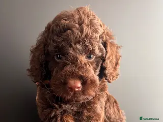 Miniature Poodle dogs 🤎 BEAUTIFUL CHOCOLATE MINIATURE POODLE BOYS 🤎 - Advert 1
