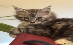 Maine Coon cats for sale: Stunning Maine Coon boy registered with GCCF - Image 2