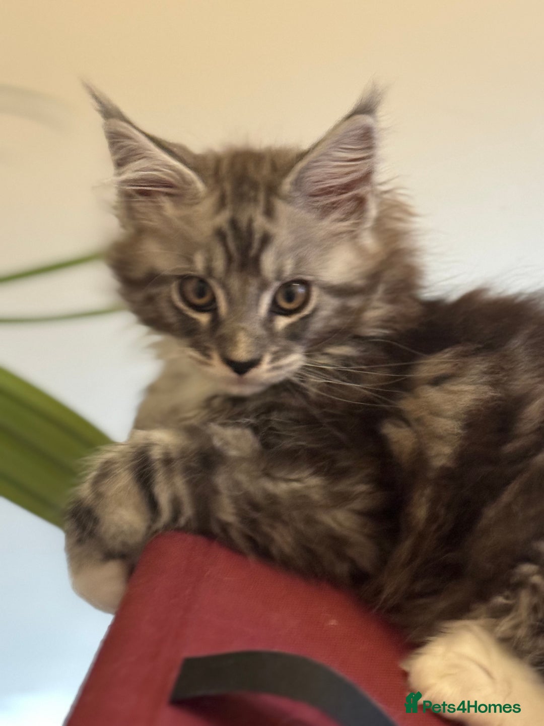Maine Coon cats for sale: Stunning Maine Coon boy registered with GCCF - Image 2