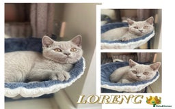 British Shorthair cats for sale: 🐾 TOP QUALLITY LILAC BSH reg GCCF purebred 🐾 - Image 31