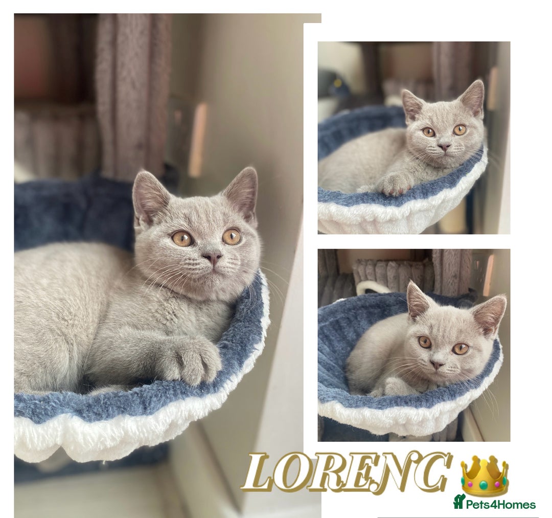 British Shorthair cats for sale: 🐾 TOP QUALLITY LILAC BSH reg GCCF purebred 🐾 - Image 31