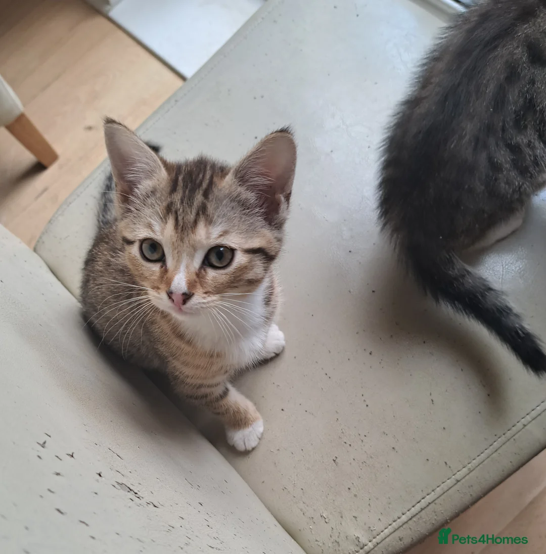 Mixed Breed cats for sale: Kittens half BSH tabby colours wormed and flea  in Erith - Advert 2