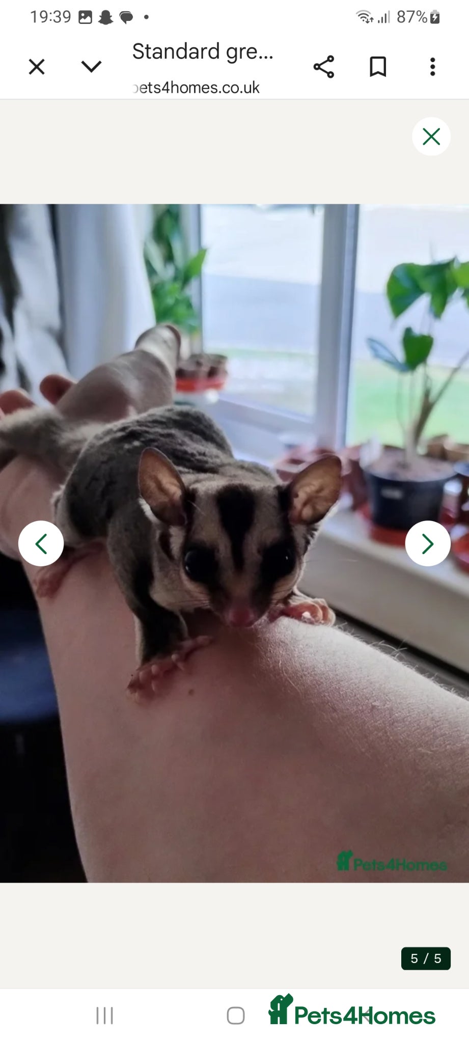 Sugar Glider rodents Bonded pair sugar gliders - Advert 10