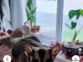 Sugar Glider rodents Bonded pair sugar gliders - Advert 10