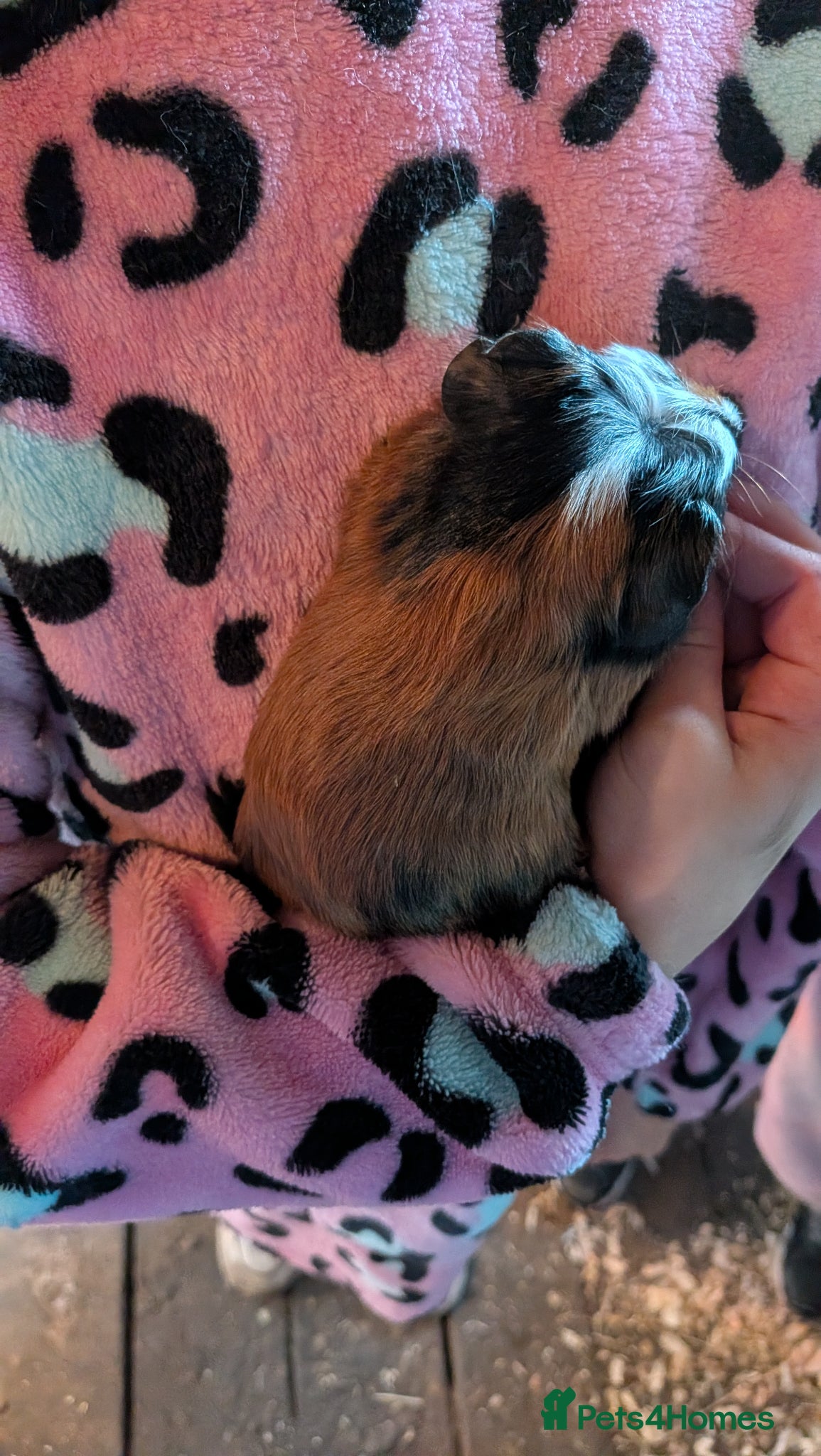 Guinea Pig rodents Beautiful male guinea pigs - Advert 10