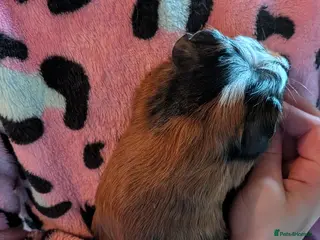 Guinea Pig rodents Beautiful male guinea pigs - Advert 1