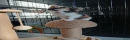 Mixed Breed cats for sale: Kittens  - Advert 4