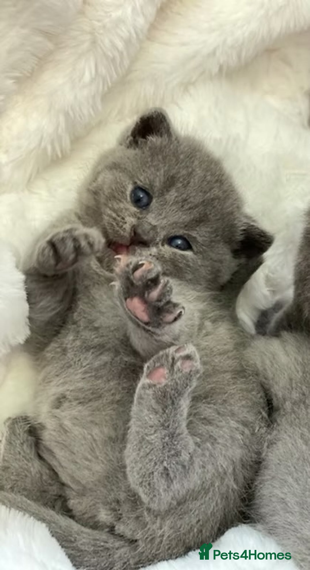 British Shorthair cats for sale: British shorthair kitties - Registered kitties - Advert 8