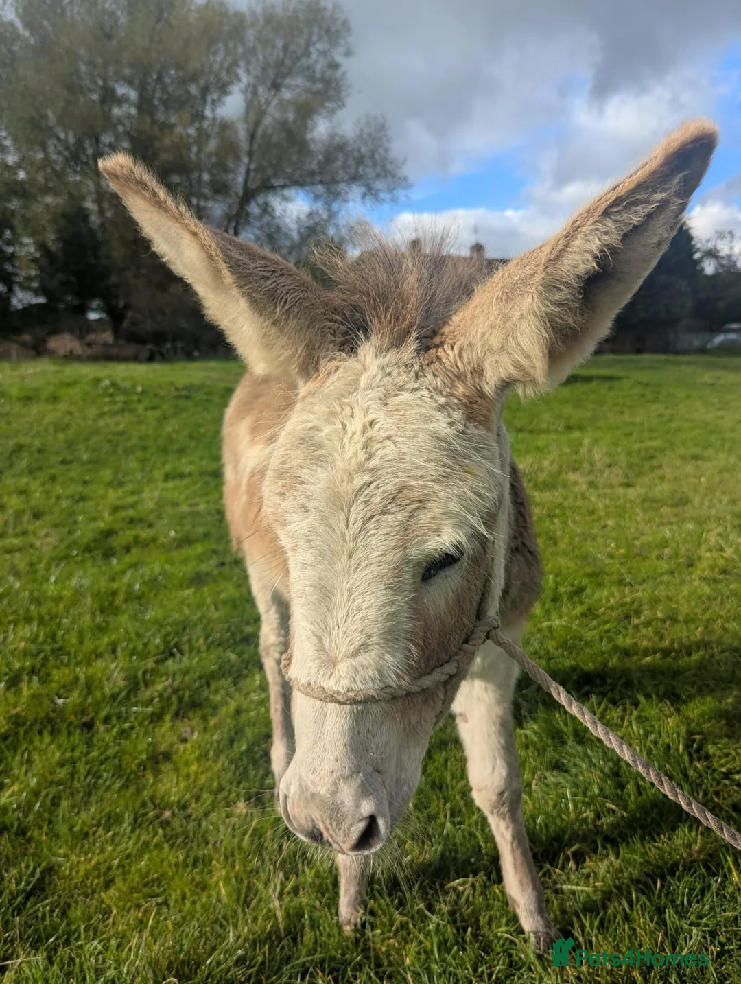 Donkey livestock for sale: Female Donkey Foal for Sale - Advert 11