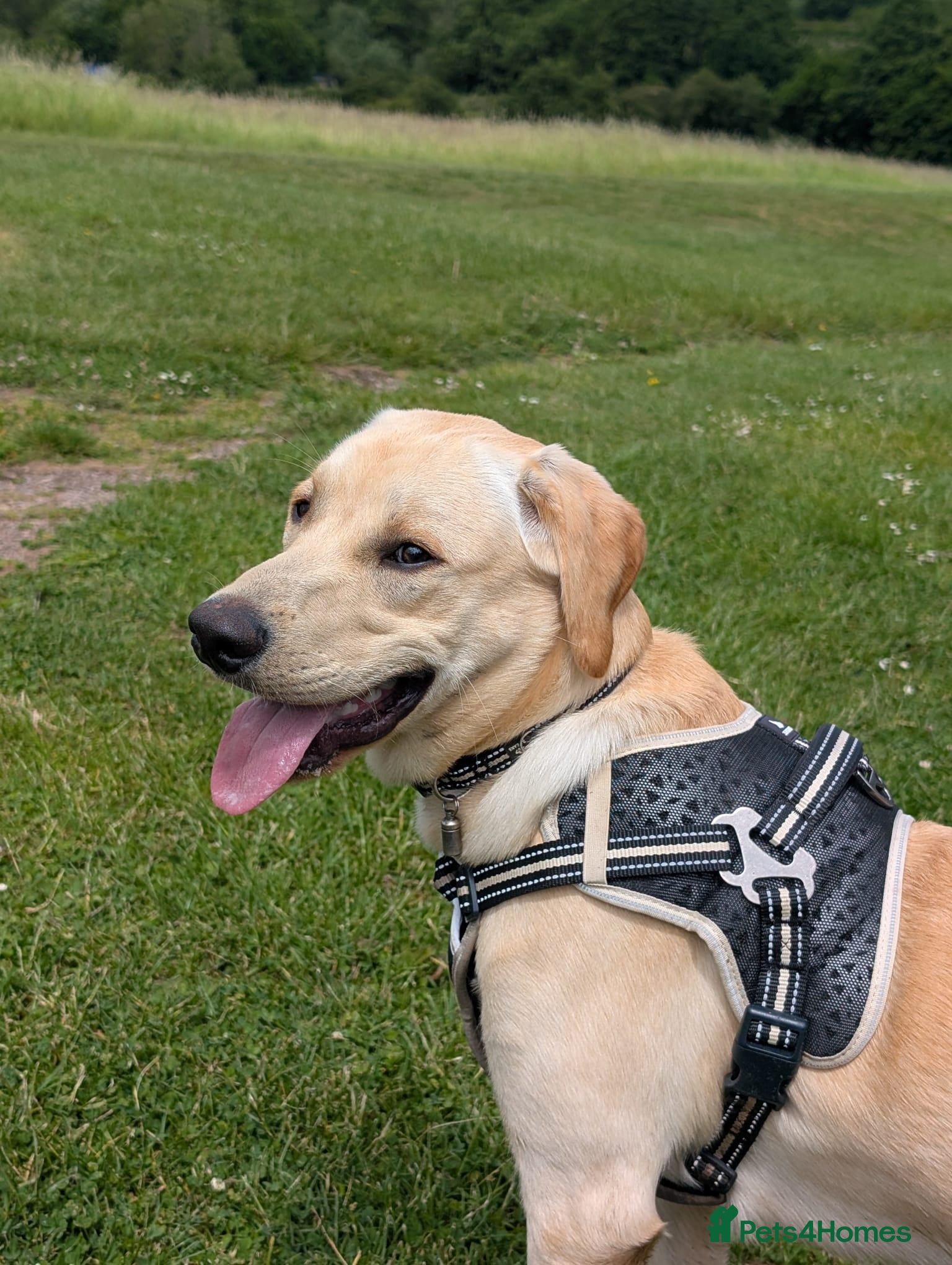 Labrador Retriever dogs CHARLIE - Advert 4