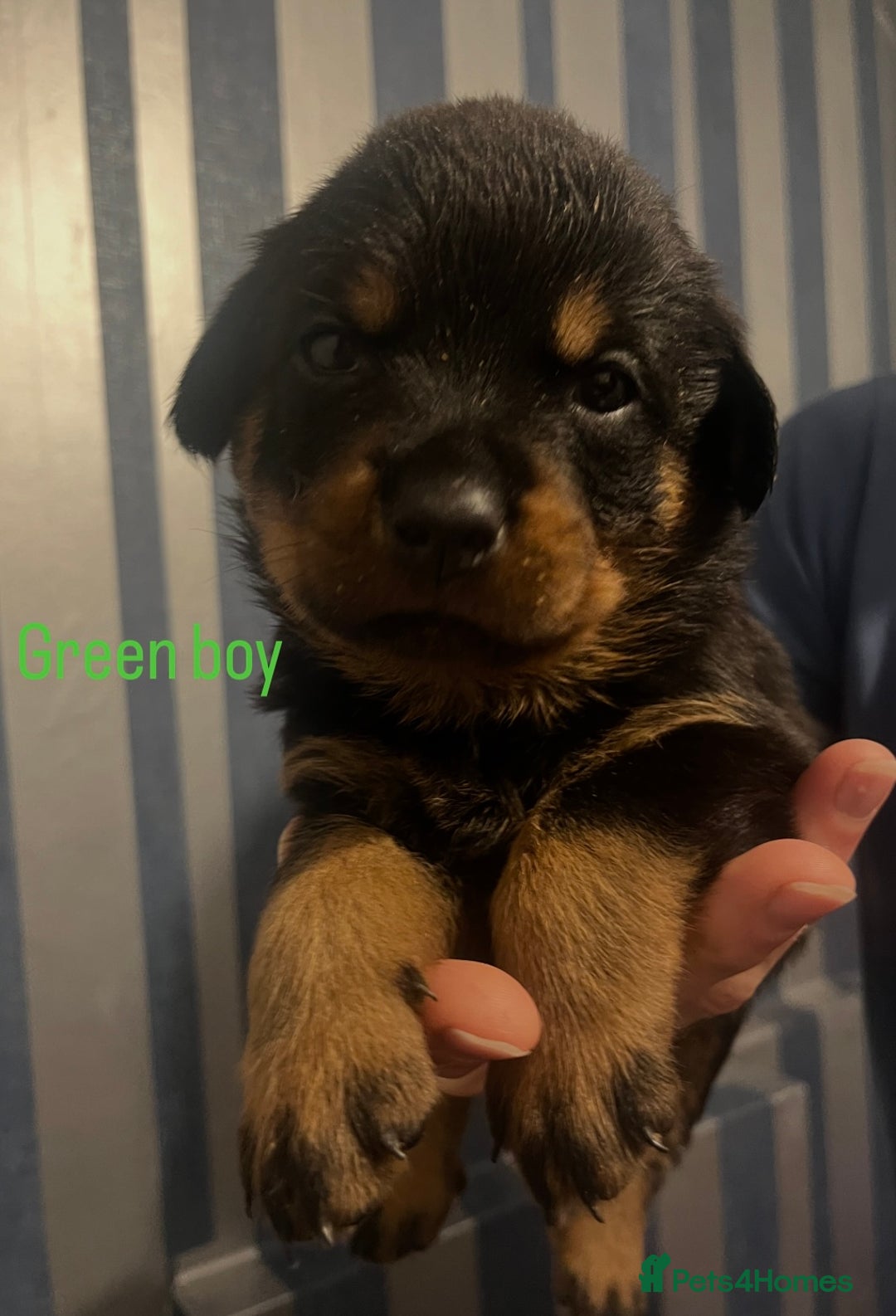 Rottweiler dogs for sale: Beautiful chunky Rottweiler puppies  - Advert 22