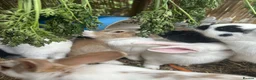 Mixed Breed rabbits for sale: Mixed lop ready to go  - Advert 5