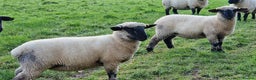 Sheep livestock for sale: 2 Hampshire Down Cross Suffolk Lambs - Advert 2