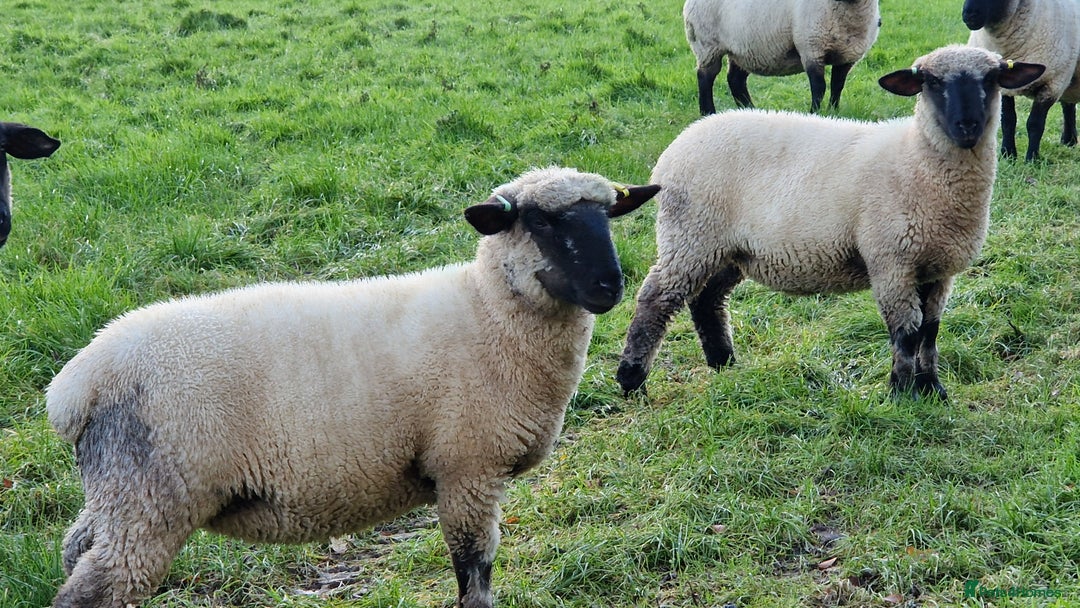 Sheep livestock for sale: 2 Hampshire Down Cross Suffolk Lambs - Advert 2