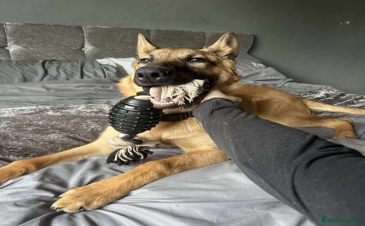 German Shepherd dogs - Advert 8