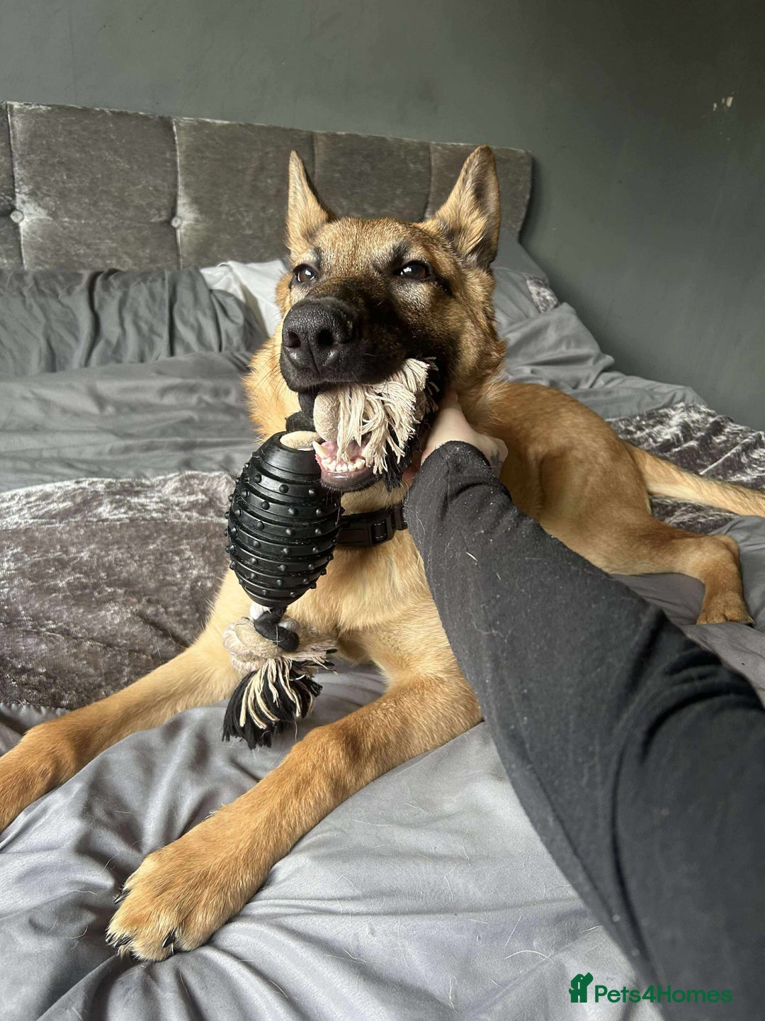 German Shepherd dogs for sale: rehoming  - Image 1