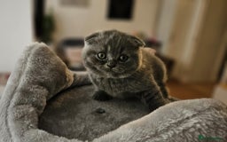 Scottish Fold cats for sale: kittens for sale British Shorthair & Scottish Fold - Image 5