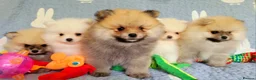 Pomeranian dogs for sale: Stunning KC Pomeranian Puppies for sale - Advert 14