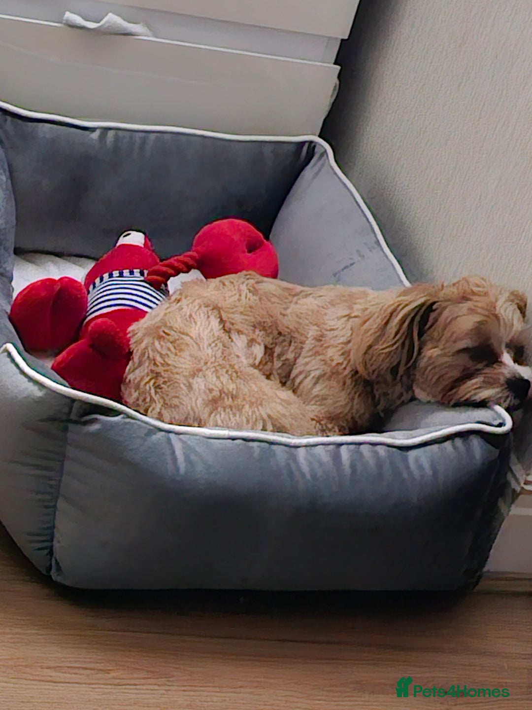 Maltese dogs for sale: Maltipoo Gorgeous Girl  - Image 10