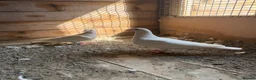 Pigeons birds for sale: Logan pigeons for sale  - Advert 1