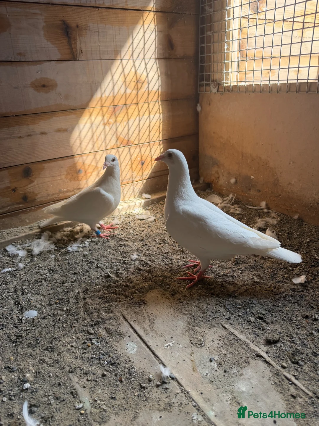Pigeons birds for sale: Logan pigeons for sale  - Advert 1