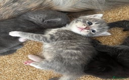 Mixed Breed cats for sale: Three Gorgeous Kittens - Image 13