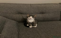 British Shorthair cats for sale: Misty & Bella - Image 9
