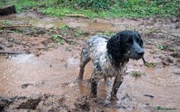 Cocker Spaniel dogs for stud: Beautiful blue roan cocker spaniel for STUD! - Image 4