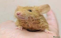 Mouse rodents for sale: Friendly Fancy Mice  - Image 5