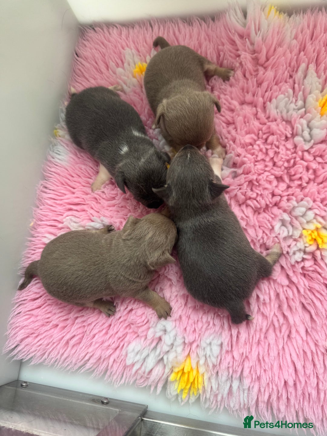 Chihuahua dogs for sale: One girl Chihuahua available  - Image 5
