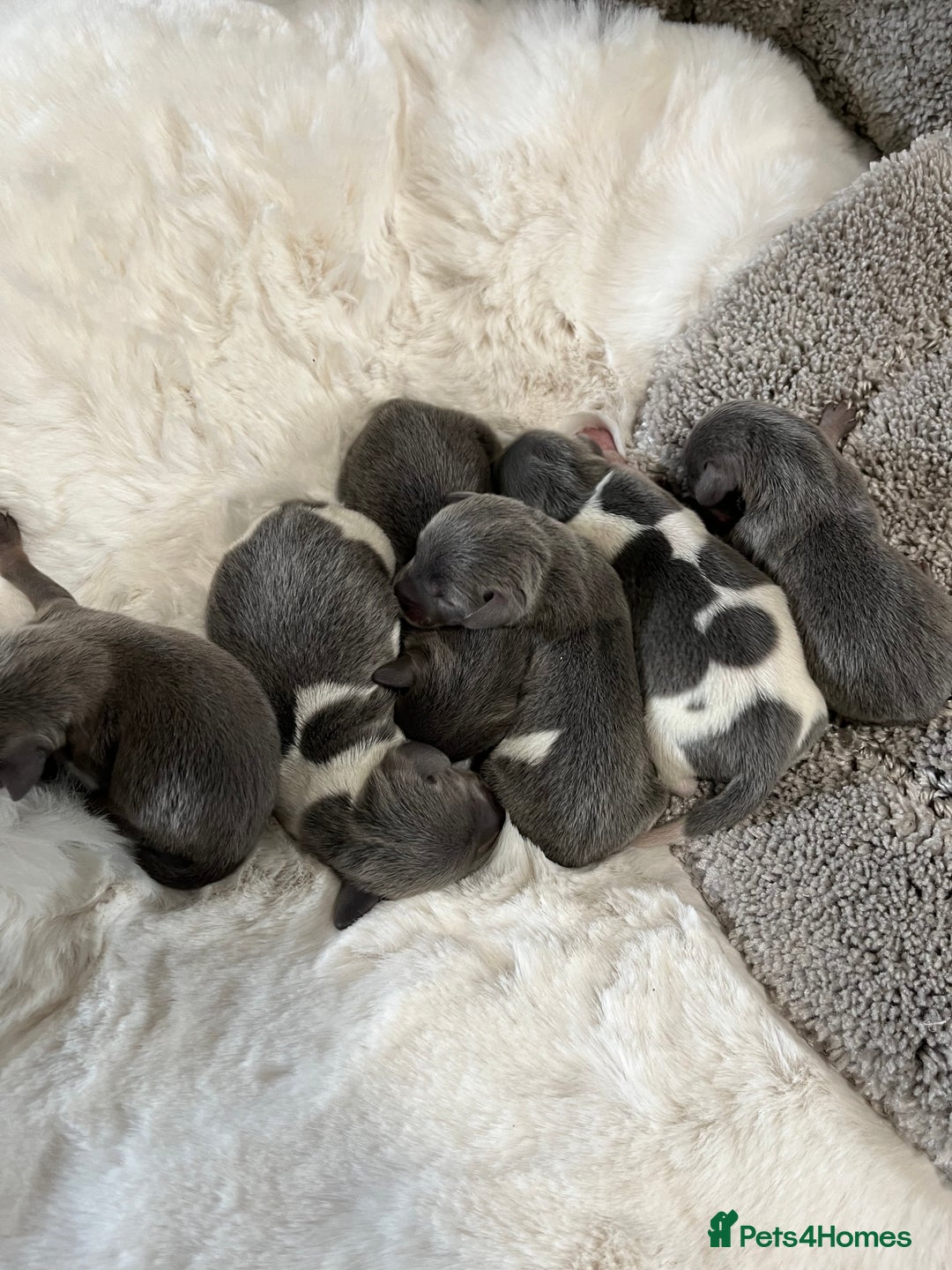 Miniature Dachshund dogs for sale: Mini Miniture dachound  - Image 7