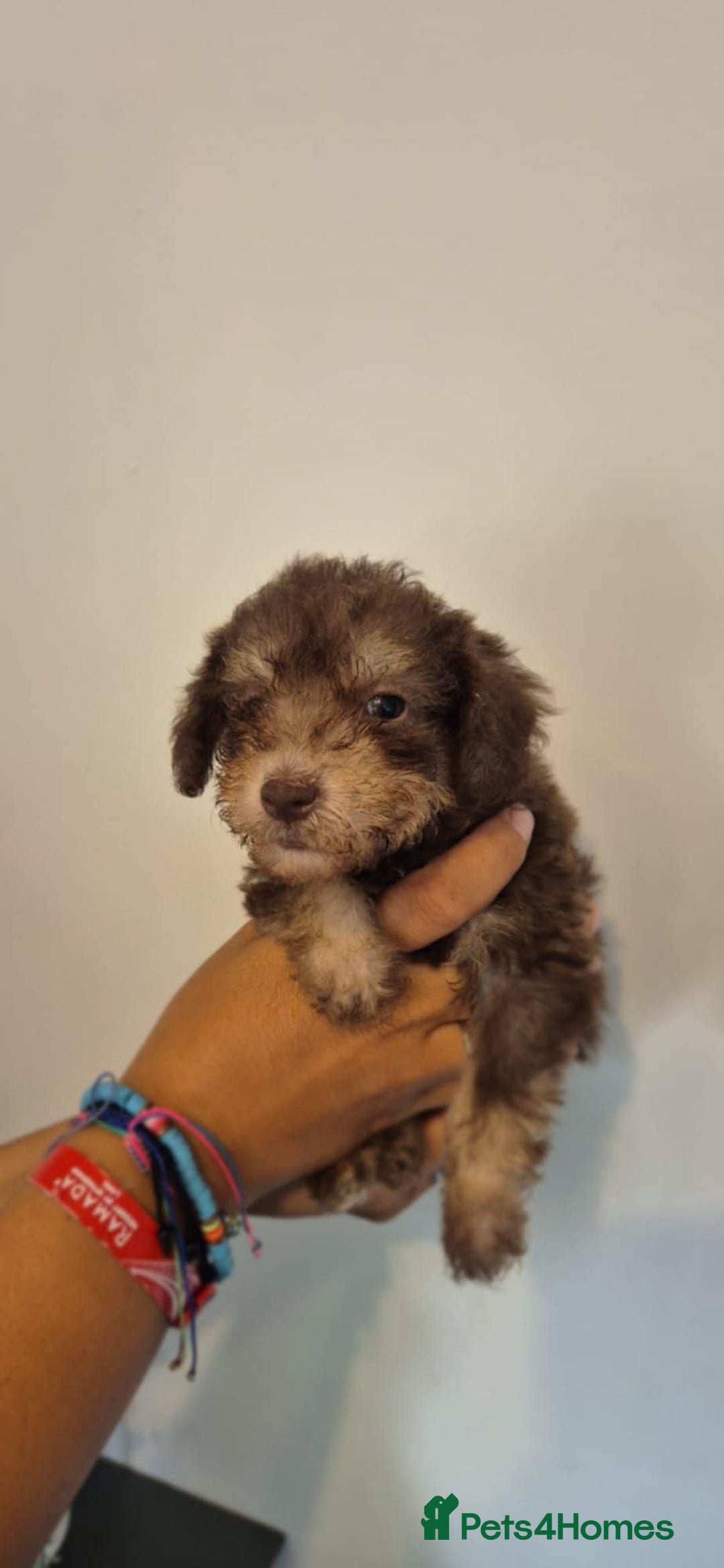 Bedlington Terrier dogs for sale: Bedlington terrier puppies  - Image 14