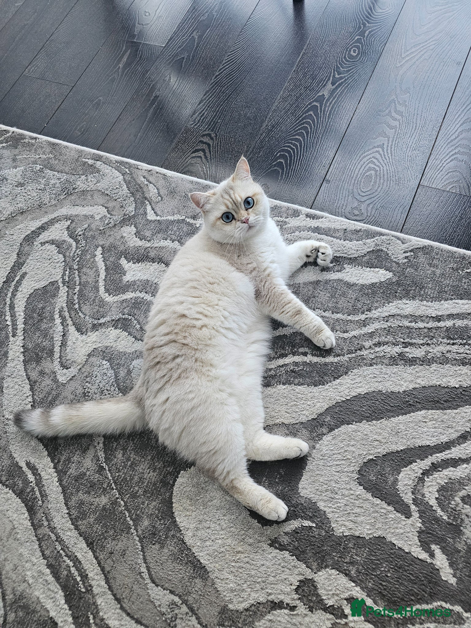 British Shorthair cats Blue Golden Tipped Poimt British Shorthair - Advert 1