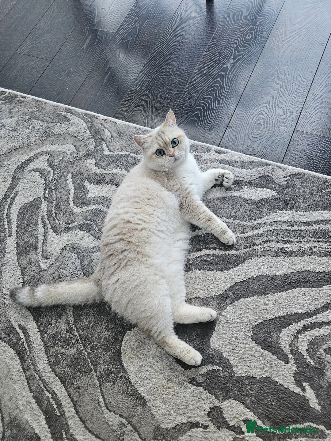 British Shorthair cats for sale: Blue Golden Tipped Poimt British Shorthair - Advert 1