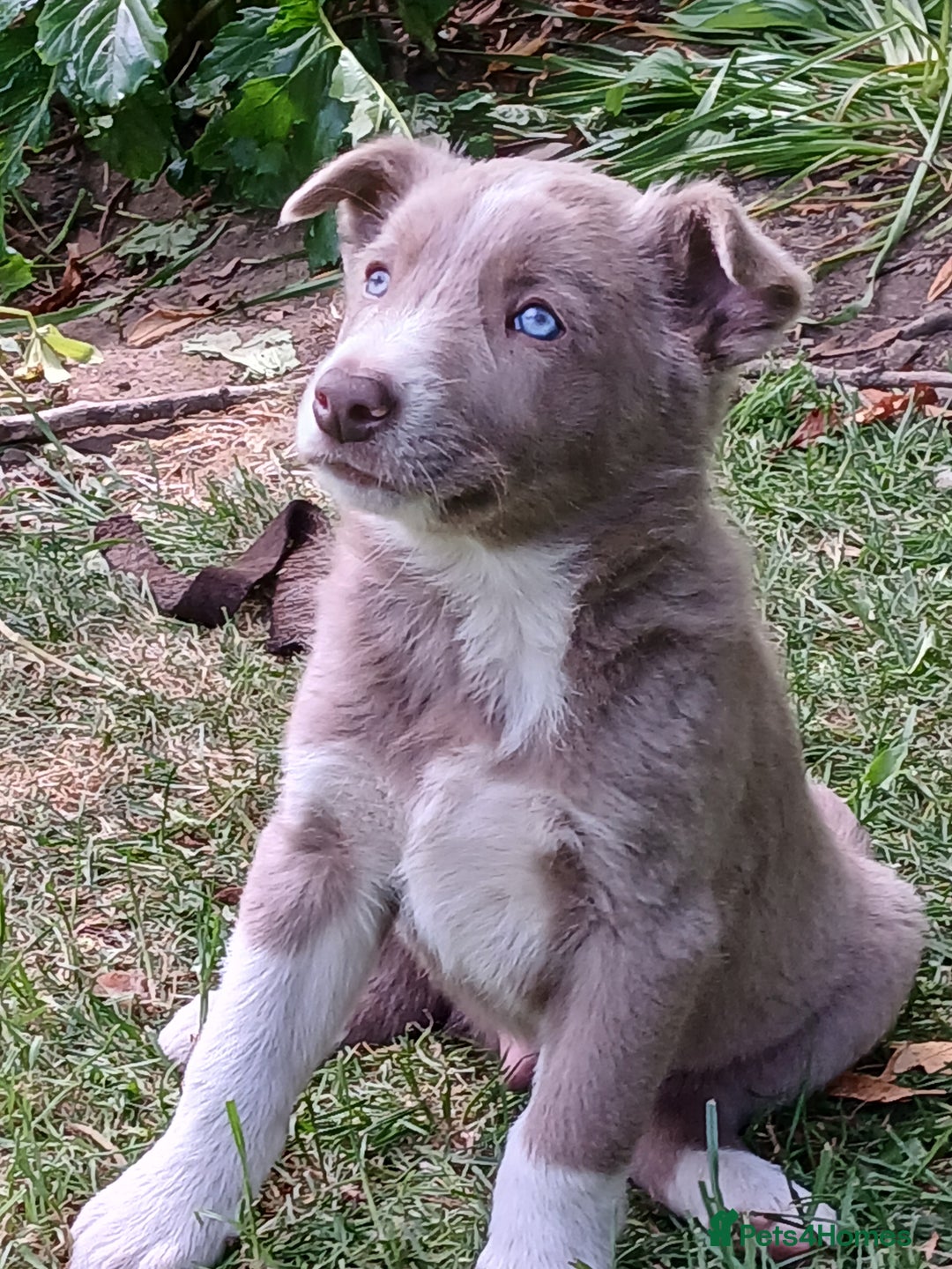 Border Collie dogs for sale: 5 border collie puppies for sale in Builth Wells - Image 3