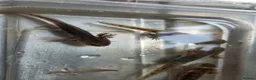 Axolotl reptiles for sale: Axolotl in Spalding - Advert 3