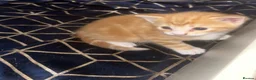 Mixed Breed cats for sale: Kittens  - Advert 3