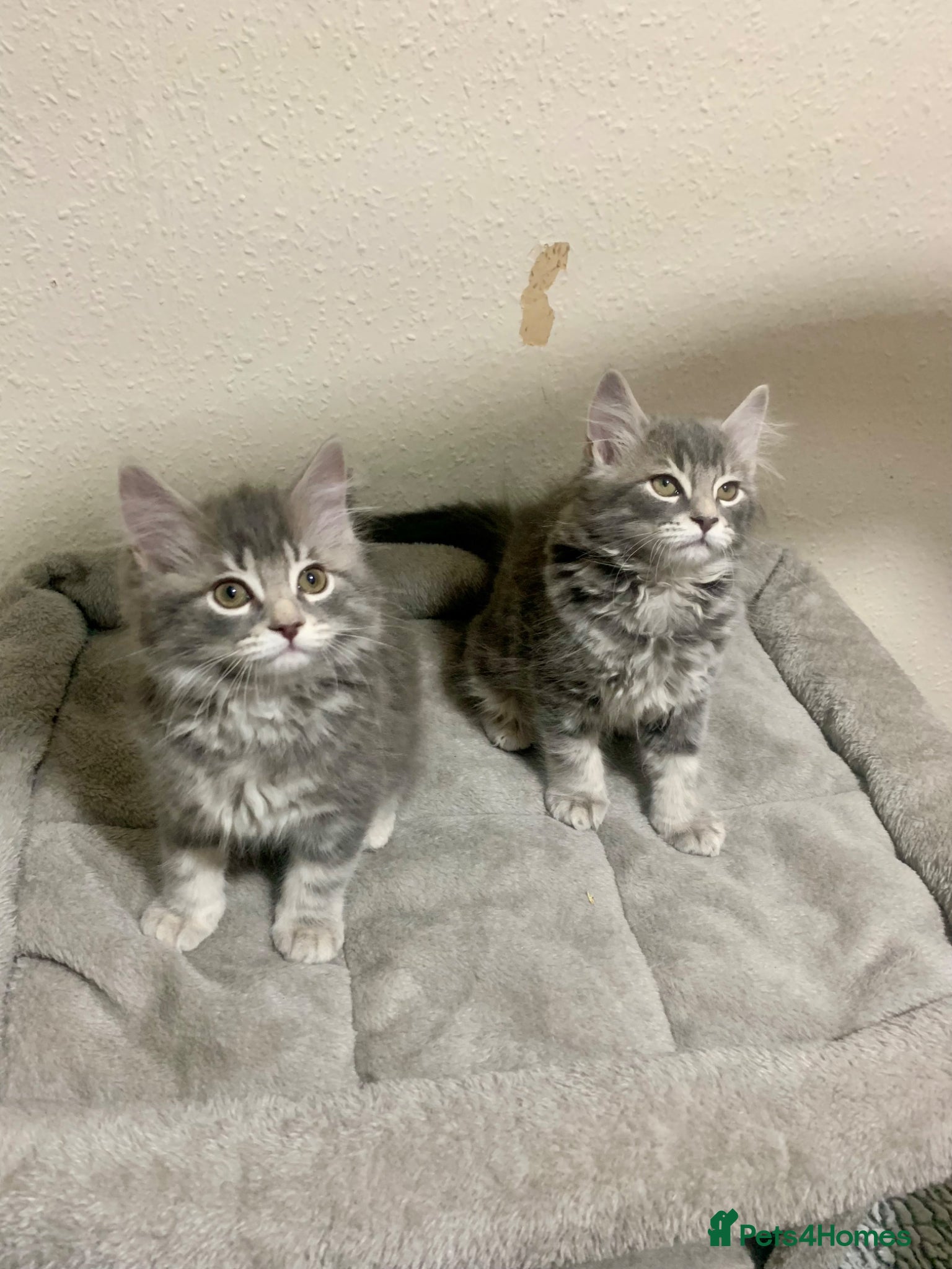 British Longhair cats Last 2 little boys  - Advert 15