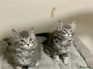 British Longhair cats Last 2 little boys - Advert 2