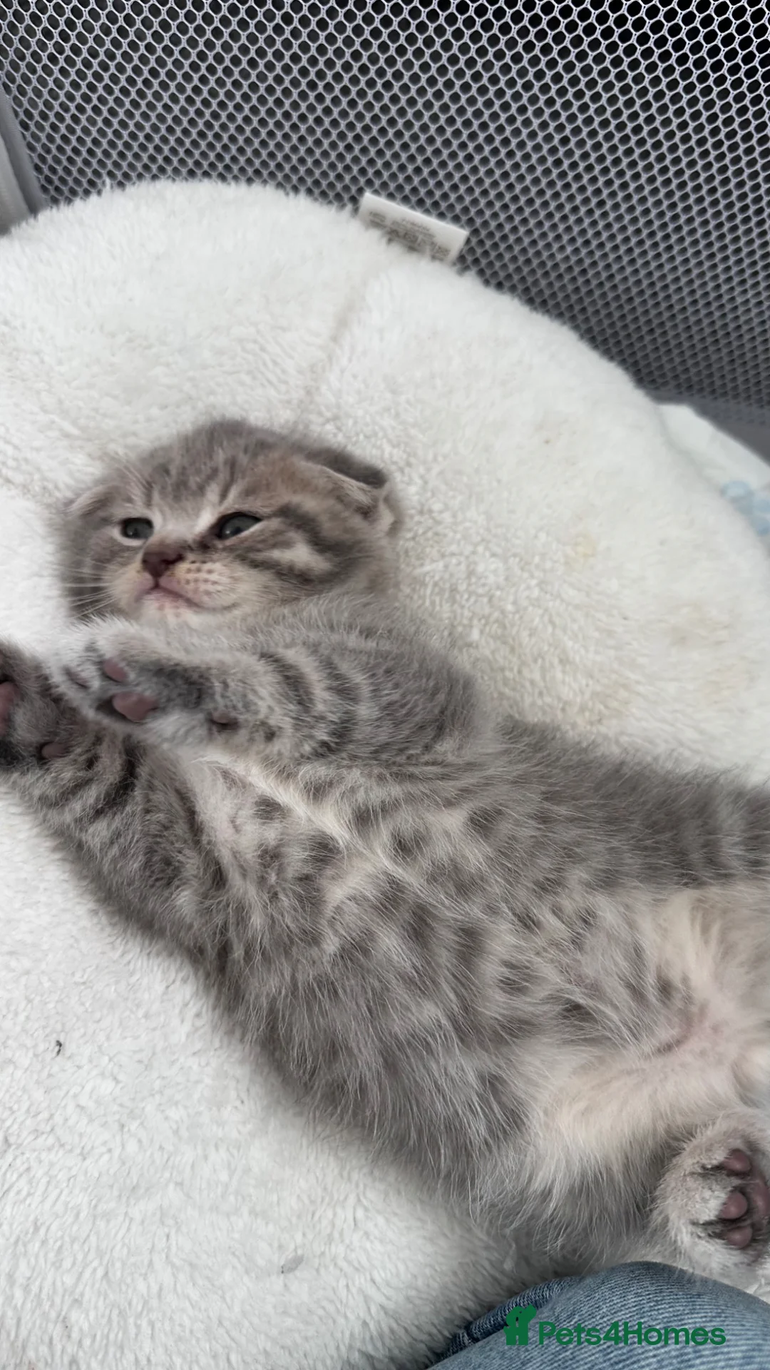 Scottish Fold cats for sale: Cute Scottish Fold Kitten Ready for a Loving Home in Cambridge - Advert 12