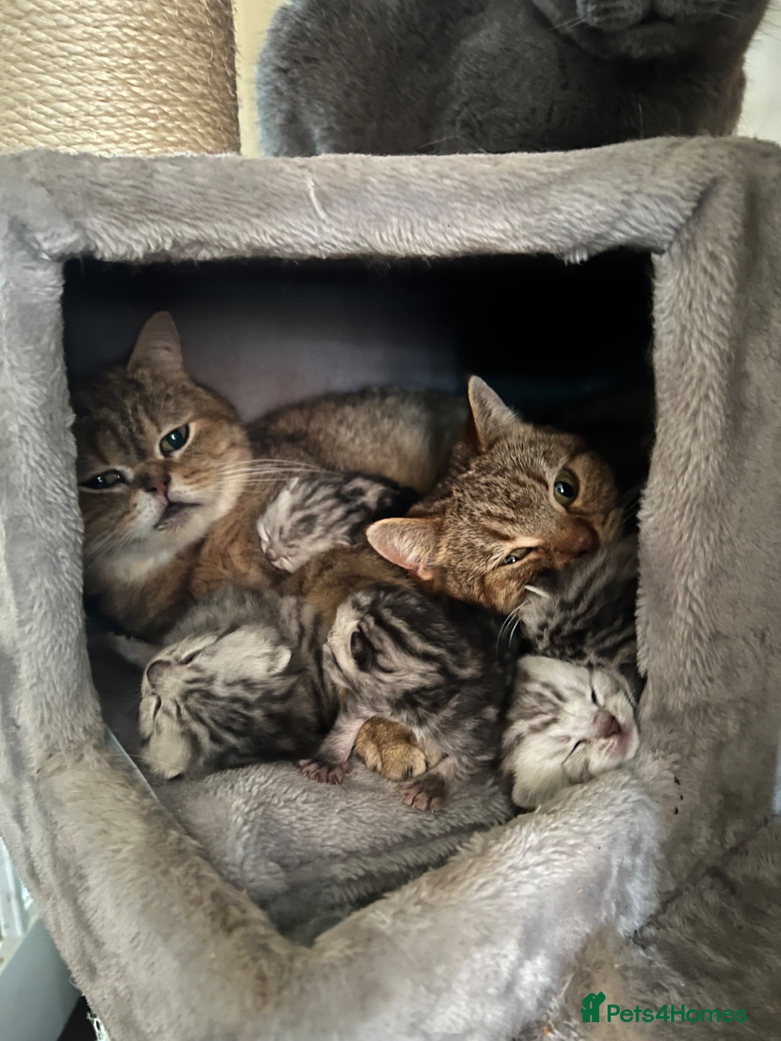 British Shorthair cats Silver British Shorthair kittens  - Advert 1