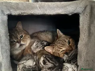 British Shorthair cats Silver British Shorthair kittens - Advert 1