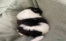 Shih Tzu dogs for sale: Adorable Imperial Shih Tzu Puppies - Image 29