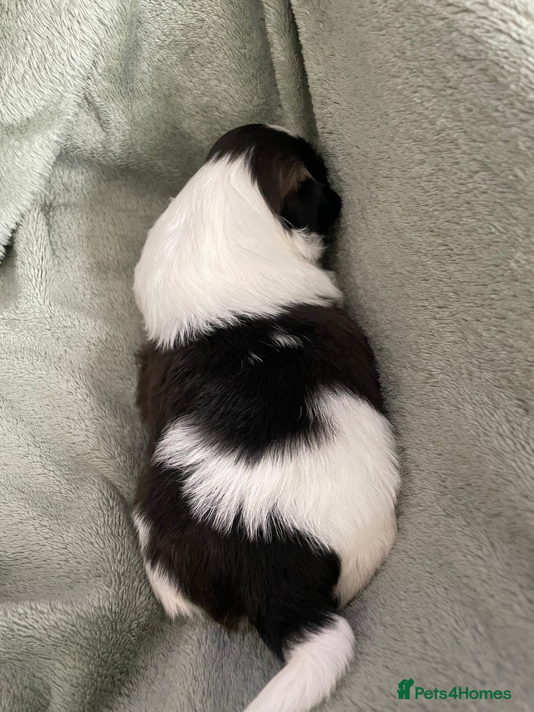 Shih Tzu dogs for sale: Adorable Imperial Shih Tzu Puppies - Image 29