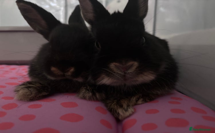 Dwarf Lop rabbits - Advert 1